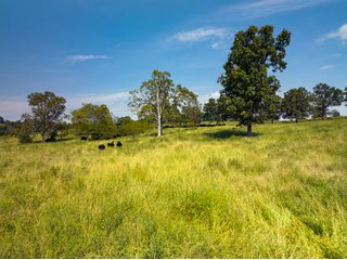 Property photo 13 - LAND AUCTION - 334+/- ACRES OFFERED IN 6 TRACTS IN DOUGLAS COUNTY, MISSOURI