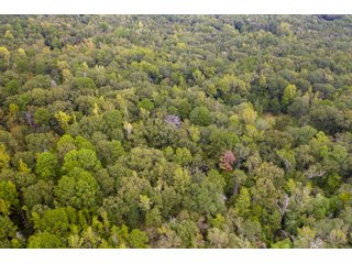 Property photo 7 - REAL ESTATE AUCTION - 70.24+/- ACRES OFFERED IN 2 TRACTS IN WOOD & SMITH COUNTIES, TEXAS