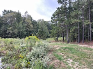 Property photo 78 - REAL ESTATE AUCTION - 70.24+/- ACRES OFFERED IN 2 TRACTS IN WOOD & SMITH COUNTIES, TEXAS