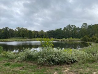 Property photo 80 - REAL ESTATE AUCTION - 70.24+/- ACRES OFFERED IN 2 TRACTS IN WOOD & SMITH COUNTIES, TEXAS