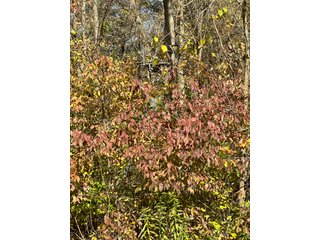 Property photo 76 - REAL ESTATE AUCTION - 22+/- ACRES OFFERED IN 4 TRACTS IN ALLEN COUNTY, INDIANA