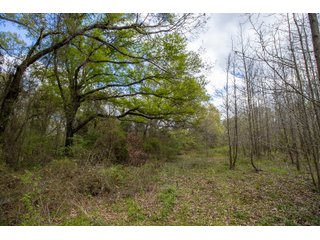 Property photo 100 - RARE LAND AUCTION - 383+/- CONTIGUOUS ACRES OFFERED IN 19 TRACTS IN VAN ZANDT COUNTY, TEXAS
