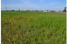 Property photo 30 - **CANCELED** DEVELOPMENT PROPERTY - 10+/- ACRES OFFERED IN 3 TRACTS OR ANY COMBINATION AND AS A WHOLE IN LAKE COUNTY, INDIANA
