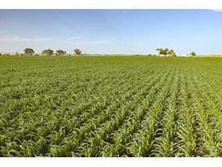 Property photo 23 - QUALITY IRRIGATED & ORGANIC COLORADO LAND AUCTION - 6,673+/- ACRES IN BENT & PROWERS COUNTIES, COLORADO. OWNERS WILL ENTERTAIN NON-CONTINGENT OFFERS ON THE PORTFOLIO UNTIL SEPTEMBER 6th. AUCTION SCHEDULED FOR OCT 24th.
