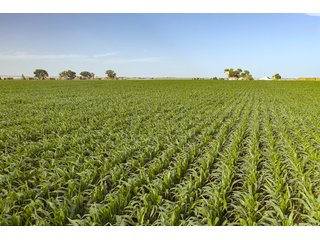 Property photo 24 - QUALITY IRRIGATED & ORGANIC COLORADO LAND AUCTION - 6,673+/- ACRES IN BENT & PROWERS COUNTIES, COLORADO. OWNERS WILL ENTERTAIN NON-CONTINGENT OFFERS ON THE PORTFOLIO UNTIL SEPTEMBER 6th. AUCTION SCHEDULED FOR OCT 24th.
