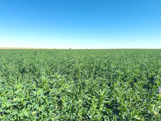 Property photo 90 - QUALITY IRRIGATED & ORGANIC COLORADO LAND AUCTION - 6,673+/- ACRES IN BENT & PROWERS COUNTIES, COLORADO. OWNERS WILL ENTERTAIN NON-CONTINGENT OFFERS ON THE PORTFOLIO UNTIL SEPTEMBER 6th. AUCTION SCHEDULED FOR OCT 24th.