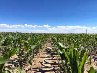 Property photo 93 - QUALITY IRRIGATED & ORGANIC COLORADO LAND AUCTION - 6,673+/- ACRES IN BENT & PROWERS COUNTIES, COLORADO. OWNERS WILL ENTERTAIN NON-CONTINGENT OFFERS ON THE PORTFOLIO UNTIL SEPTEMBER 6th. AUCTION SCHEDULED FOR OCT 24th.
