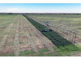 Property photo 141 - QUALITY IRRIGATED & ORGANIC COLORADO LAND AUCTION - 6,673+/- ACRES OFFERED IN 26 TRACTS OR COMBINATIONS IN BENT & PROWERS COUNTIES, COLORADO