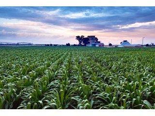Property photo 19 - QUALITY IRRIGATED & ORGANIC COLORADO LAND AUCTION - 6,673+/- ACRES OFFERED IN 26 TRACTS OR COMBINATIONS IN BENT & PROWERS COUNTIES, COLORADO