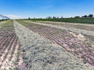 Property photo 142 - QUALITY IRRIGATED & ORGANIC COLORADO LAND AUCTION - 6,673+/- ACRES OFFERED IN 26 TRACTS OR COMBINATIONS IN BENT & PROWERS COUNTIES, COLORADO