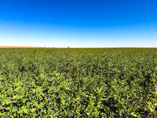Property photo 182 - QUALITY IRRIGATED & ORGANIC COLORADO LAND AUCTION - 6,673+/- ACRES OFFERED IN 26 TRACTS OR COMBINATIONS IN BENT & PROWERS COUNTIES, COLORADO