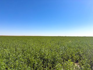 Property photo 183 - QUALITY IRRIGATED & ORGANIC COLORADO LAND AUCTION - 6,673+/- ACRES OFFERED IN 26 TRACTS OR COMBINATIONS IN BENT & PROWERS COUNTIES, COLORADO