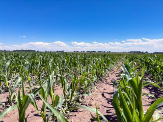 Property photo 80 - QUALITY IRRIGATED & ORGANIC COLORADO LAND AUCTION - 6,673+/- ACRES OFFERED IN 26 TRACTS OR COMBINATIONS IN BENT & PROWERS COUNTIES, COLORADO
