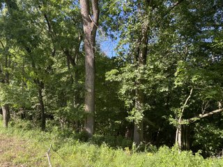 Property photo 11 - LAND AUCTION - 26.5+/- ACRES OFFERED IN 2 TRACTS IN GRANT COUNTY, WISCONSIN