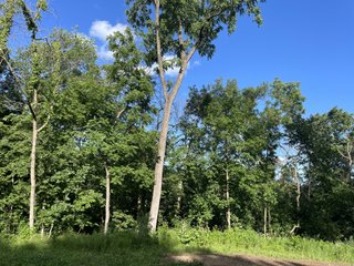 Property photo 12 - LAND AUCTION - 26.5+/- ACRES OFFERED IN 2 TRACTS IN GRANT COUNTY, WISCONSIN