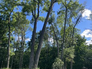 Property photo 13 - LAND AUCTION - 26.5+/- ACRES OFFERED IN 2 TRACTS IN GRANT COUNTY, WISCONSIN