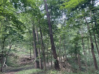Property photo 14 - LAND AUCTION - 26.5+/- ACRES OFFERED IN 2 TRACTS IN GRANT COUNTY, WISCONSIN