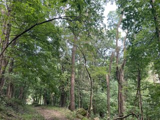 Property photo 17 - LAND AUCTION - 26.5+/- ACRES OFFERED IN 2 TRACTS IN GRANT COUNTY, WISCONSIN