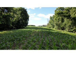 Property photo 9 - LAND AUCTION - 26.5+/- ACRES OFFERED IN 2 TRACTS IN GRANT COUNTY, WISCONSIN