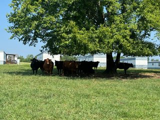 Property photo 12 - LAND AUCTION - 65+/- ACRES OFFERED IN 2 TRACTS IN WAYNE COUNTY, KENTUCKY