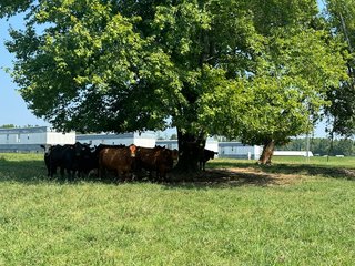 Property photo 13 - LAND AUCTION - 65+/- ACRES OFFERED IN 2 TRACTS IN WAYNE COUNTY, KENTUCKY