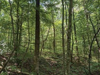 Property photo 23 - LAND AUCTION - 65+/- ACRES OFFERED IN 2 TRACTS IN WAYNE COUNTY, KENTUCKY