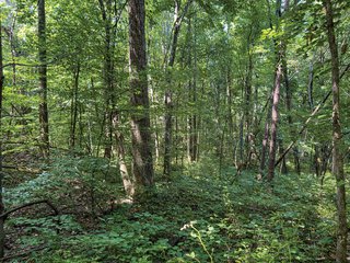 Property photo 24 - LAND AUCTION - 65+/- ACRES OFFERED IN 2 TRACTS IN WAYNE COUNTY, KENTUCKY