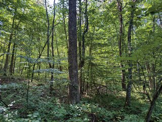 Property photo 25 - LAND AUCTION - 65+/- ACRES OFFERED IN 2 TRACTS IN WAYNE COUNTY, KENTUCKY