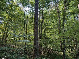 Property photo 26 - LAND AUCTION - 65+/- ACRES OFFERED IN 2 TRACTS IN WAYNE COUNTY, KENTUCKY