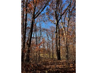 Explore the potential of this 6+/- acre wooded site for your dream home or recreational retreat! Just minutes from Columbia City, Parkview Hospital, and US 30, this property offers a quiet country feel with great convenience. Zoned residential, with low taxes (2023 total: $392), and within Whitley County Consolidated Schools, Columbia Township.
Ready to discuss the possibilities?
Contact Kevin today! - WOODED SITE FOR SALE - 6+/- ACRES, IN WHITLEY COUNTY, IN