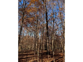 Explore the potential of this 6+/- acre wooded site for your dream home or recreational retreat! Just minutes from Columbia City, Parkview Hospital, and US 30, this property offers a quiet country feel with great convenience. Zoned residential, with low taxes (2023 total: $392), and within Whitley County Consolidated Schools, Columbia Township.
Ready to discuss the possibilities?
Contact Kevin today! - WOODED SITE FOR SALE - 6+/- ACRES, IN WHITLEY COUNTY, IN