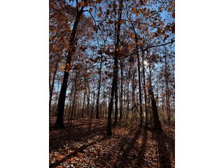 Explore the potential of this 6+/- acre wooded site for your dream home or recreational retreat! Just minutes from Columbia City, Parkview Hospital, and US 30, this property offers a quiet country feel with great convenience. Zoned residential, with low taxes (2023 total: $392), and within Whitley County Consolidated Schools, Columbia Township.
Ready to discuss the possibilities?
Contact Kevin today! - WOODED SITE FOR SALE - 6+/- ACRES, IN WHITLEY COUNTY, IN