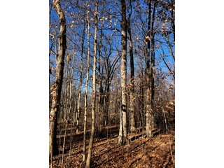 Explore the potential of this 6+/- acre wooded site for your dream home or recreational retreat! Just minutes from Columbia City, Parkview Hospital, and US 30, this property offers a quiet country feel with great convenience. Zoned residential, with low taxes (2023 total: $392), and within Whitley County Consolidated Schools, Columbia Township.
Ready to discuss the possibilities?
Contact Kevin today! - WOODED SITE FOR SALE - 6+/- ACRES, IN WHITLEY COUNTY, IN