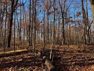 Explore the potential of this 6+/- acre wooded site for your dream home or recreational retreat! Just minutes from Columbia City, Parkview Hospital, and US 30, this property offers a quiet country feel with great convenience. Zoned residential, with low taxes (2023 total: $392), and within Whitley County Consolidated Schools, Columbia Township.
Ready to discuss the possibilities?
Contact Kevin today! - WOODED SITE FOR SALE - 6+/- ACRES, IN WHITLEY COUNTY, IN