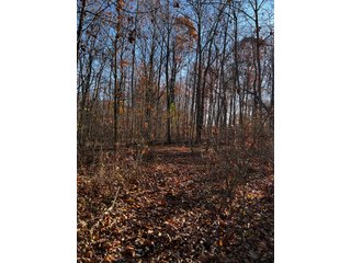 Explore the potential of this 6+/- acre wooded site for your dream home or recreational retreat! Just minutes from Columbia City, Parkview Hospital, and US 30, this property offers a quiet country feel with great convenience. Zoned residential, with low taxes (2023 total: $392), and within Whitley County Consolidated Schools, Columbia Township.
Ready to discuss the possibilities?
Contact Kevin today! - WOODED SITE FOR SALE - 6+/- ACRES, IN WHITLEY COUNTY, IN