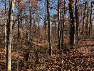 Property photo 4 - WOODED SITE FOR SALE - 6+/- ACRES, IN WHITLEY COUNTY, IN