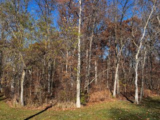 Explore the potential of this 6+/- acre wooded site for your dream home or recreational retreat! Just minutes from Columbia City, Parkview Hospital, and US 30, this property offers a quiet country feel with great convenience. Zoned residential, with low taxes (2023 total: $392), and within Whitley County Consolidated Schools, Columbia Township.
Ready to discuss the possibilities?
Contact Kevin today! - WOODED SITE FOR SALE - 6+/- ACRES, IN WHITLEY COUNTY, IN