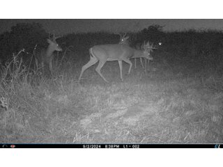 Property photo 14 - 201+/- ACRES OF HUNTING LAND FOR AUCTION IN CARROLL COUNTY KY