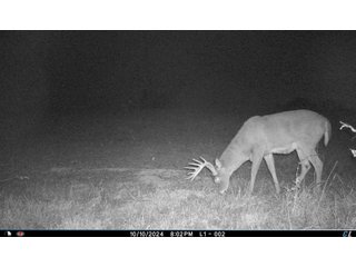 Property photo 16 - 201+/- ACRES OF HUNTING LAND FOR AUCTION IN CARROLL COUNTY KY