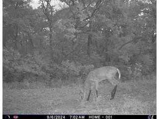 Property photo 17 - 201+/- ACRES OF HUNTING LAND FOR AUCTION IN CARROLL COUNTY KY
