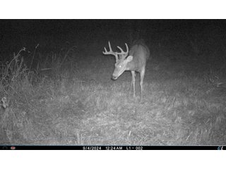 Property photo 19 - 201+/- ACRES OF HUNTING LAND FOR AUCTION IN CARROLL COUNTY KY