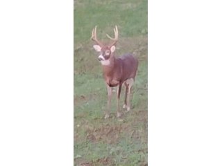 Property photo 21 - 201+/- ACRES OF HUNTING LAND FOR AUCTION IN CARROLL COUNTY KY