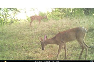 Property photo 22 - 201+/- ACRES OF HUNTING LAND FOR AUCTION IN CARROLL COUNTY KY