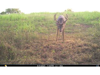 Property photo 23 - 201+/- ACRES OF HUNTING LAND FOR AUCTION IN CARROLL COUNTY KY
