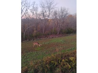Property photo 24 - 201+/- ACRES OF HUNTING LAND FOR AUCTION IN CARROLL COUNTY KY