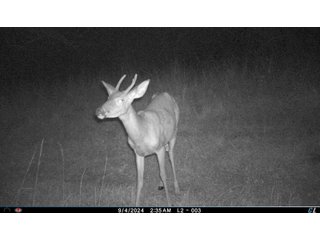 Property photo 26 - 201+/- ACRES OF HUNTING LAND FOR AUCTION IN CARROLL COUNTY KY