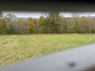 Property photo 27 - 201+/- ACRES OF HUNTING LAND FOR AUCTION IN CARROLL COUNTY KY