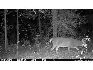 Property photo 28 - 201+/- ACRES OF HUNTING LAND FOR AUCTION IN CARROLL COUNTY KY