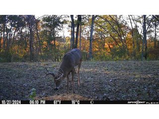 Property photo 33 - 201+/- ACRES OF HUNTING LAND FOR AUCTION IN CARROLL COUNTY KY