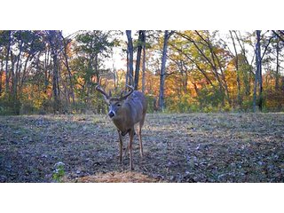 Property photo 34 - 201+/- ACRES OF HUNTING LAND FOR AUCTION IN CARROLL COUNTY KY